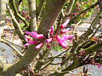 Arbre de Judee, Cercis siliquastrum (fam Caesalpiniacees) (Europe meridionale) (Photo F. Mrugala) (3)